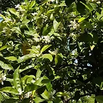 Lemons Hill 4* 소렌토