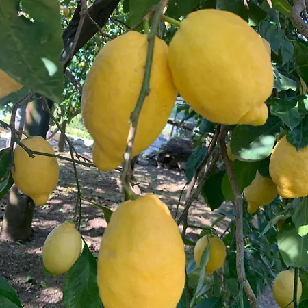 게스트하우스 Lemons Hill 소렌토