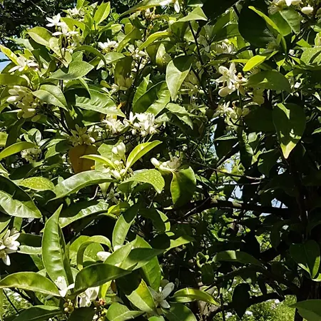 Lemons Hill 4* ソレント