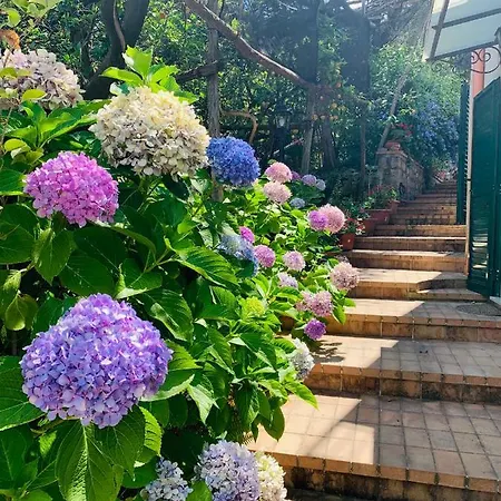 Lemons Hill 4* 索伦托