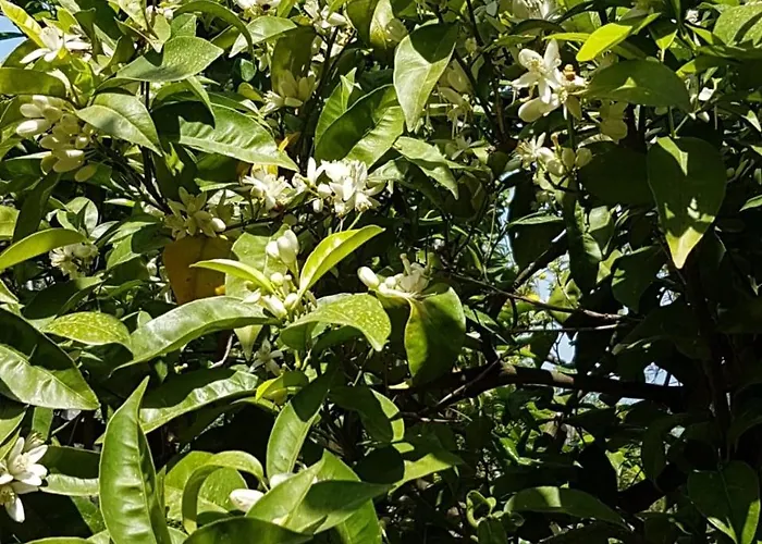 Lemons Hill 4* ソレント