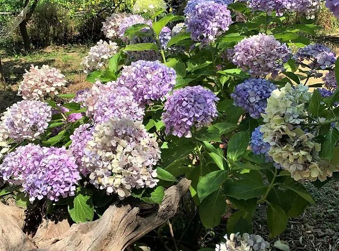 Lemons Hill ゲストハウス 4*