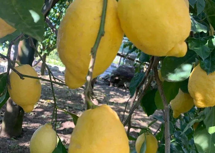 게스트하우스 Lemons Hill 소렌토